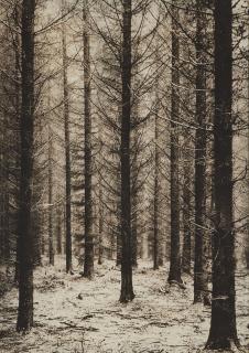 Albert Renger-Patzsch - Spätherbst im Fichtenwald, c. 1950