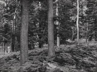 Albert Renger-Patzsch - Wald bei Wamel