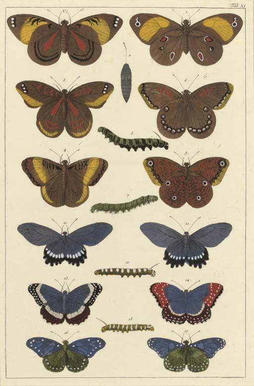Albert Seba - Studies of Butterflies from Locupletissimi rerum naturalium thesauri