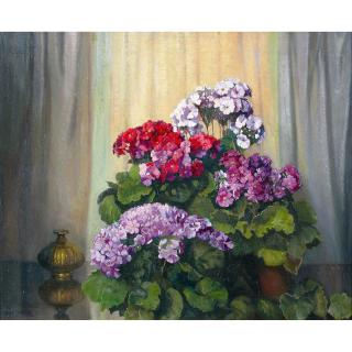 Albert Sherman - Australian Primulas