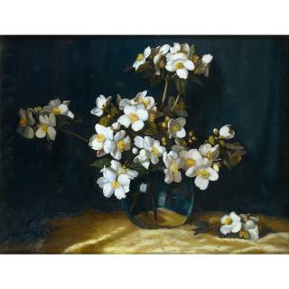 Albert Sherman - Australian syringa