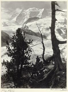 Albert Steiner - Piz Palü