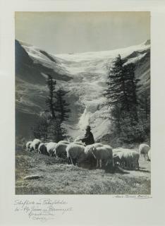 Albert Steiner - Schafhirte Am Palügletscher Bei Alp Grüm Am Berninapass. Graubünden Schweiz