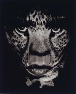 Albert Watson - Camera Work Portfolio, 1972-1993, Berlin: Camera Work, 1990s