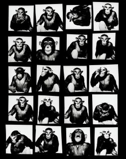 Albert Watson - Monkey with Mask Contact Sheet