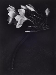 Albert Watson - Orchid, St. Johns, U.S. Virgin Islands