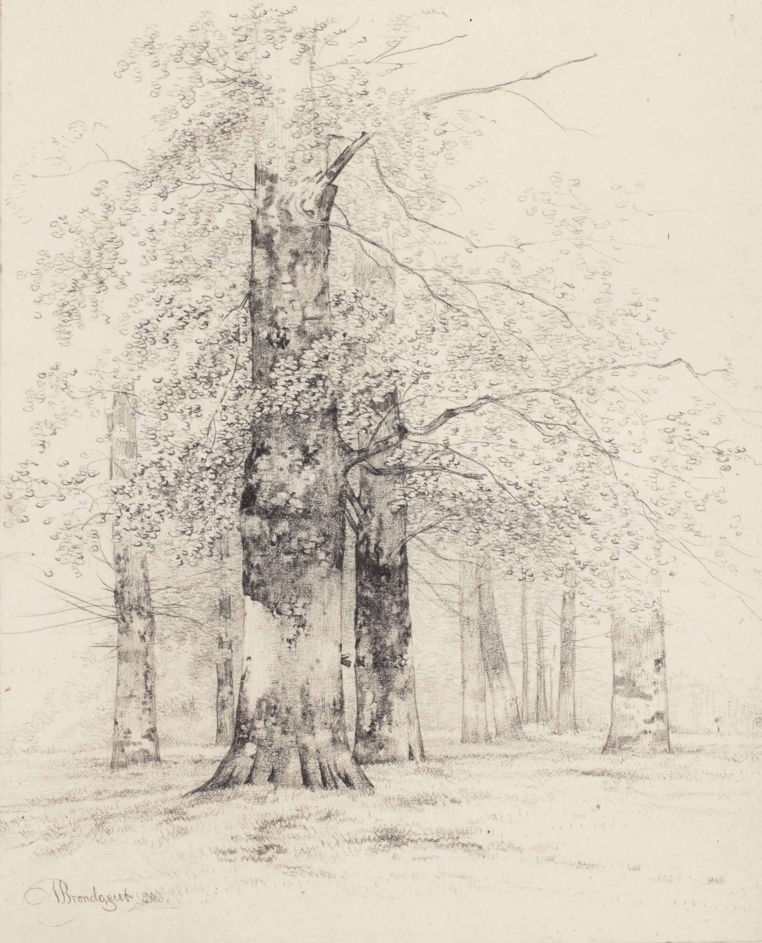 Albertus Brondgeest - Birch trees