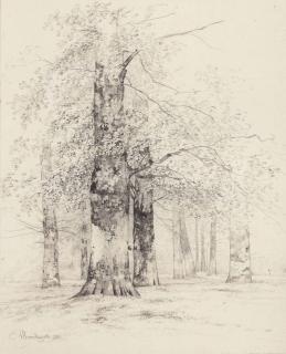 Albertus Brondgeest - Birch trees