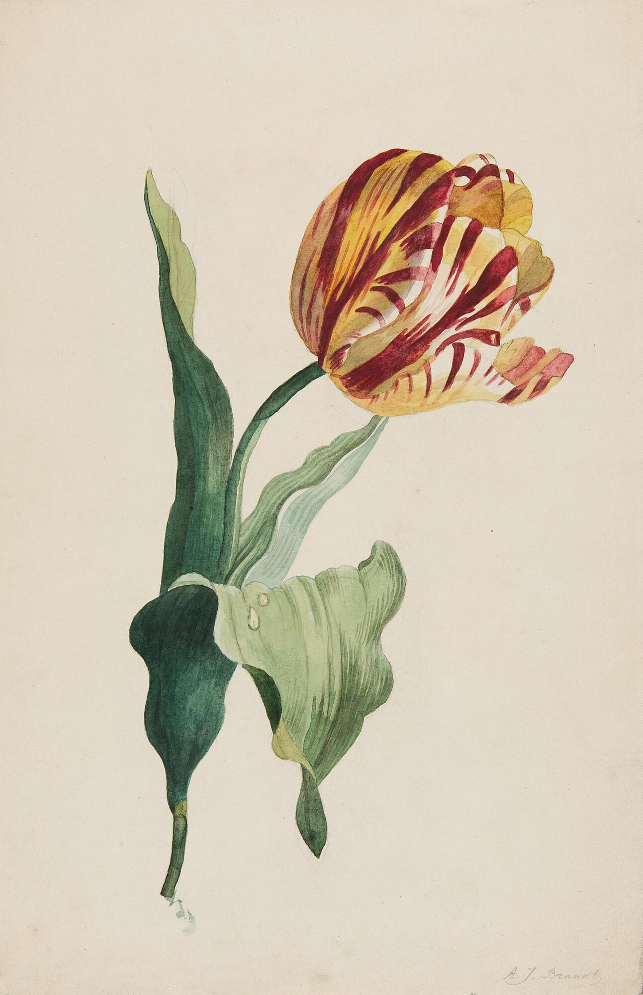 Albertus Jonas Brandt - Geflammte Garten-Tulpe ‚Root En Geel Van Leyden‘.