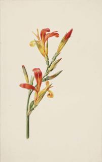 Albertus Jonas Brandt - Studies of Canna Indica; and the blooms of two other flowers (pl. 16)