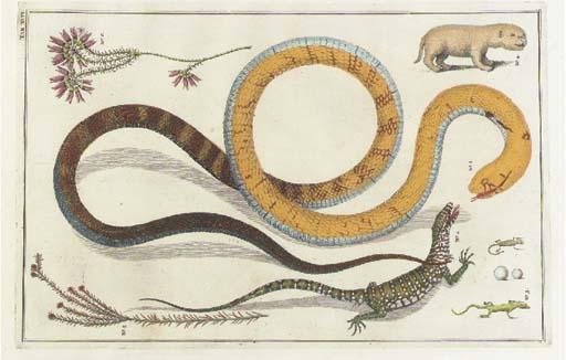 Albertus Seba - A group of five Studies of Reptiles and Botanicals