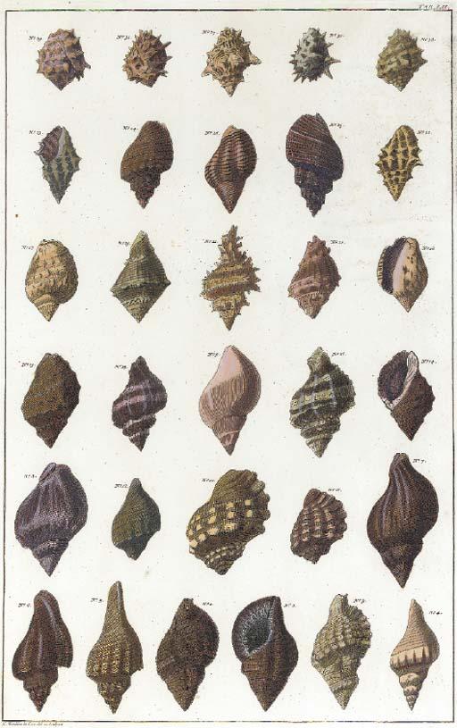 Albertus Seba - Albertus Seba\'S Cabinet Of Curiosities Or \