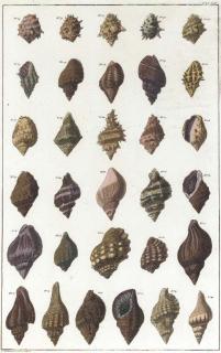 Albertus Seba - Albertus Seba\'S Cabinet Of Curiosities Or \