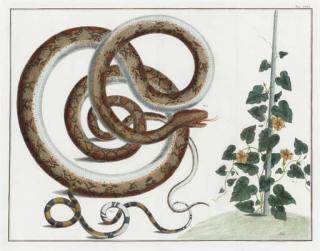 Albertus Seba - Locupletissimi Rerum Naturalium Thesauri: Five Plates