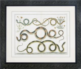 Albertus Seba - [Locupletissimi Rerum Naturalium Thesauri]: Four plates