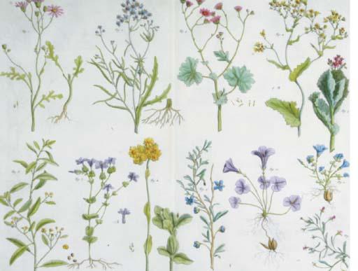 Albertus Seba - Locupletissimi rerum naturalium thesauri: Four Plates