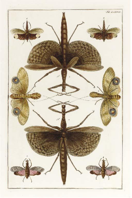 Albertus Seba - Locupletissimi Rerum Naturalium Thesauri: Seven Plates