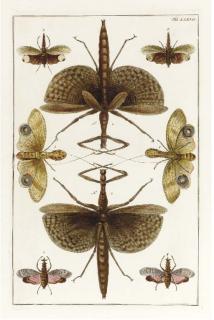 Albertus Seba - Locupletissimi Rerum Naturalium Thesauri: Seven Plates