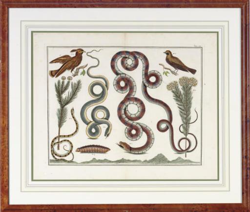 Albertus Seba - Locupletissimi Rerum Naturalium Thesauri: Six Plates