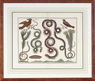 Albertus Seba - Locupletissimi Rerum Naturalium Thesauri: Six Plates