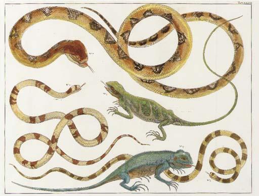 Albertus Seba - Locupletissimi Rerum Naturalium Thesauri: Six Plates