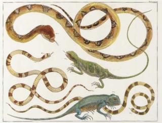 Albertus Seba - Locupletissimi Rerum Naturalium Thesauri: Six Plates