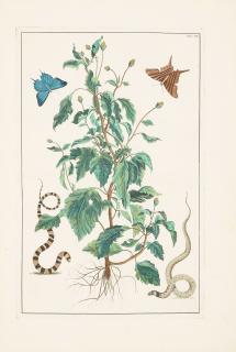 Albertus Seba - Seven Plates, from Locupletissimi Rerum Naturalium Thesauri 7