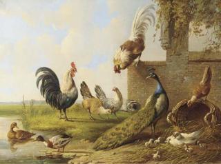 Albertus Verhoesen - Poultry and a peacock by a ruin