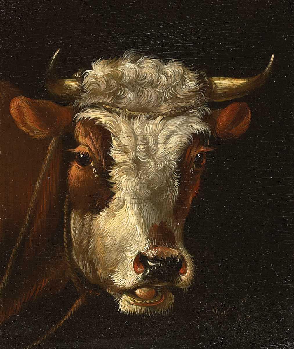 Albertus Verhoesen - Stierkopf