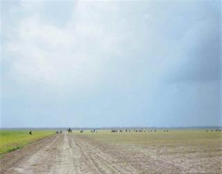 Alec Soth - The Farm, Angola State Prison, Louisiana, 2002