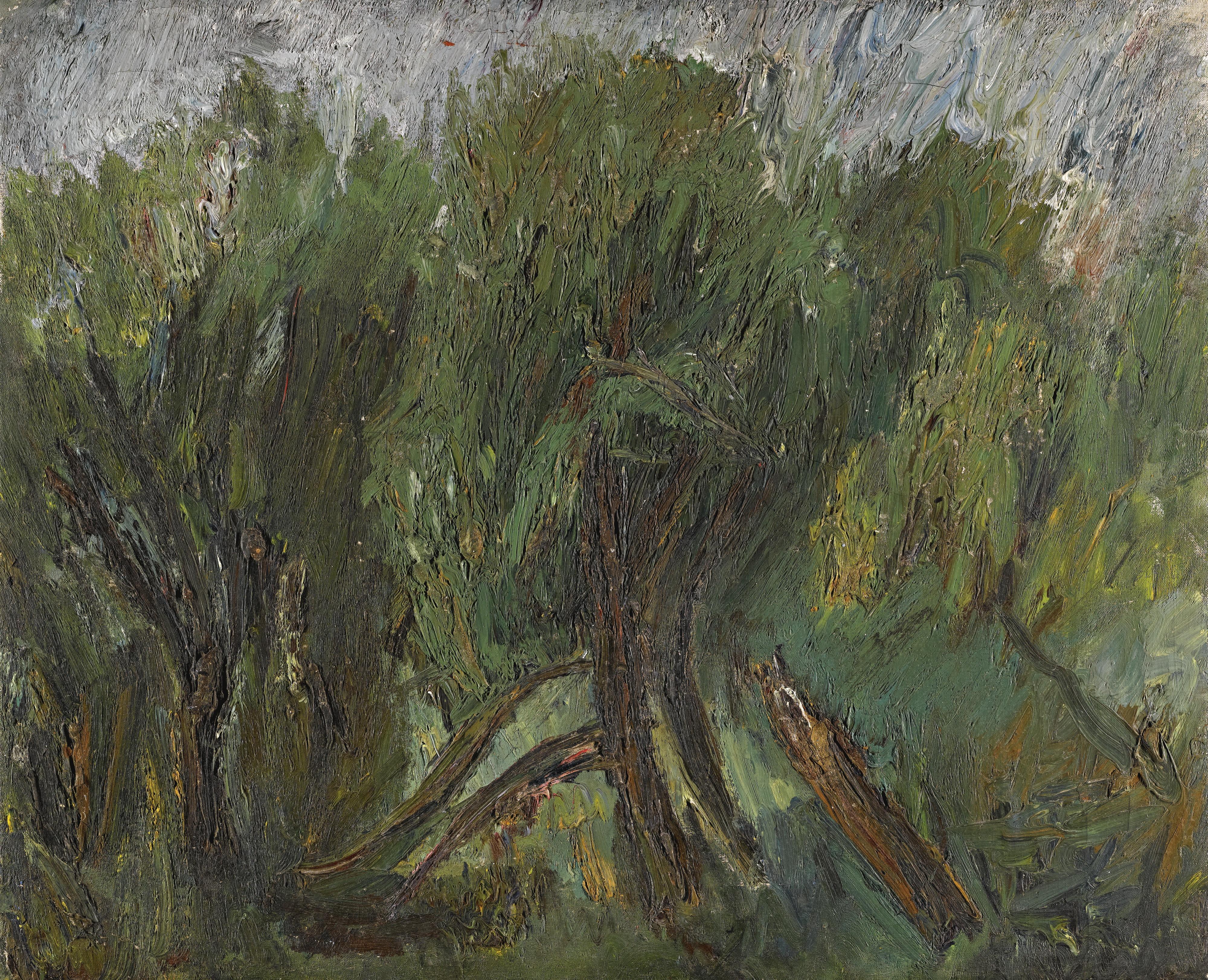 Aleksandr Drevin - Willows. Altai