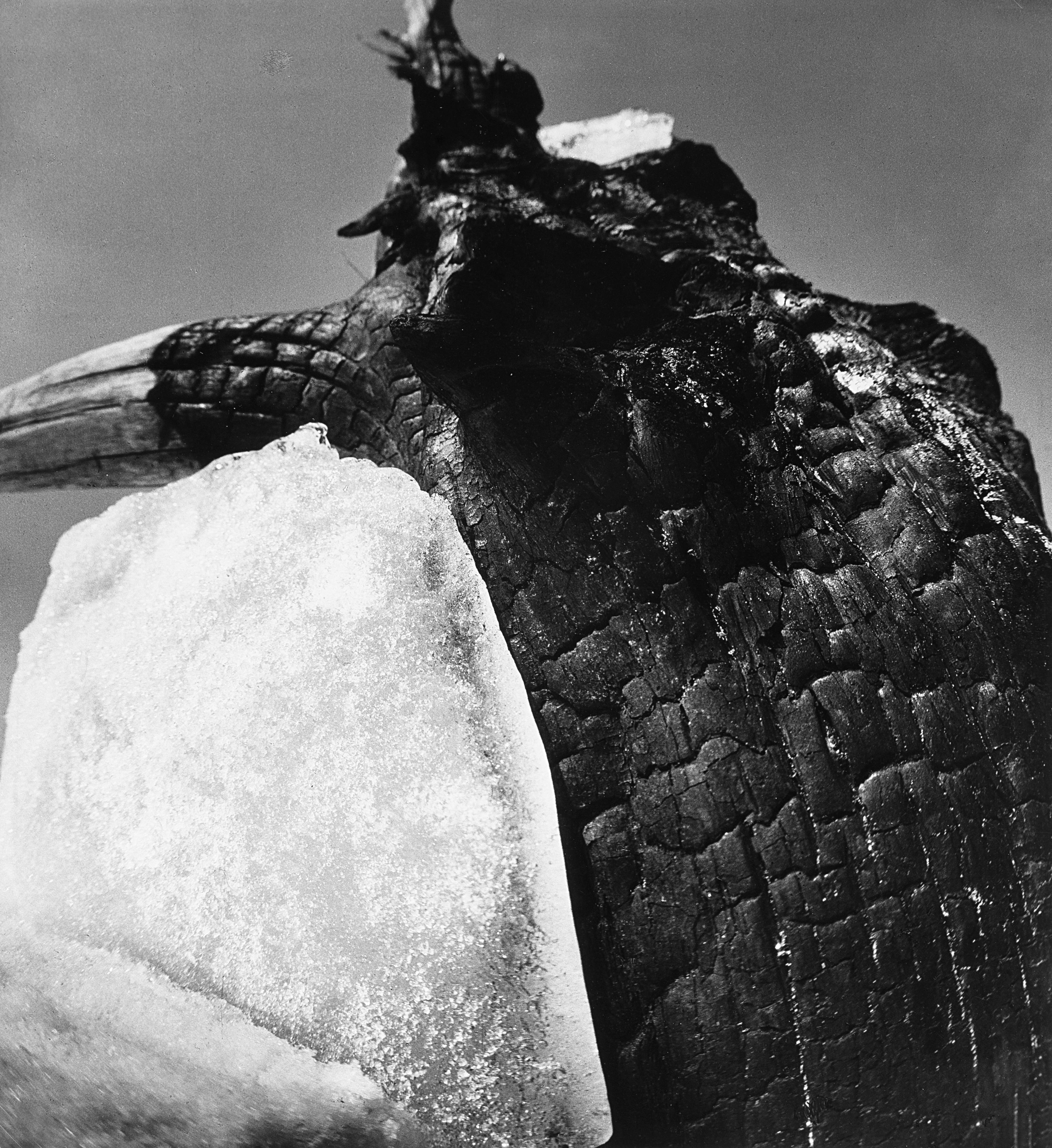 Aleksandras Macijauskas - Dying Trees 1986