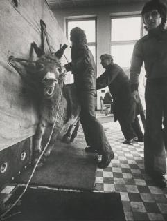 Aleksandras Macijauskas - Two Works From Lithuanian Village Markets Series; Untitled, From Veterinary Clinics Series