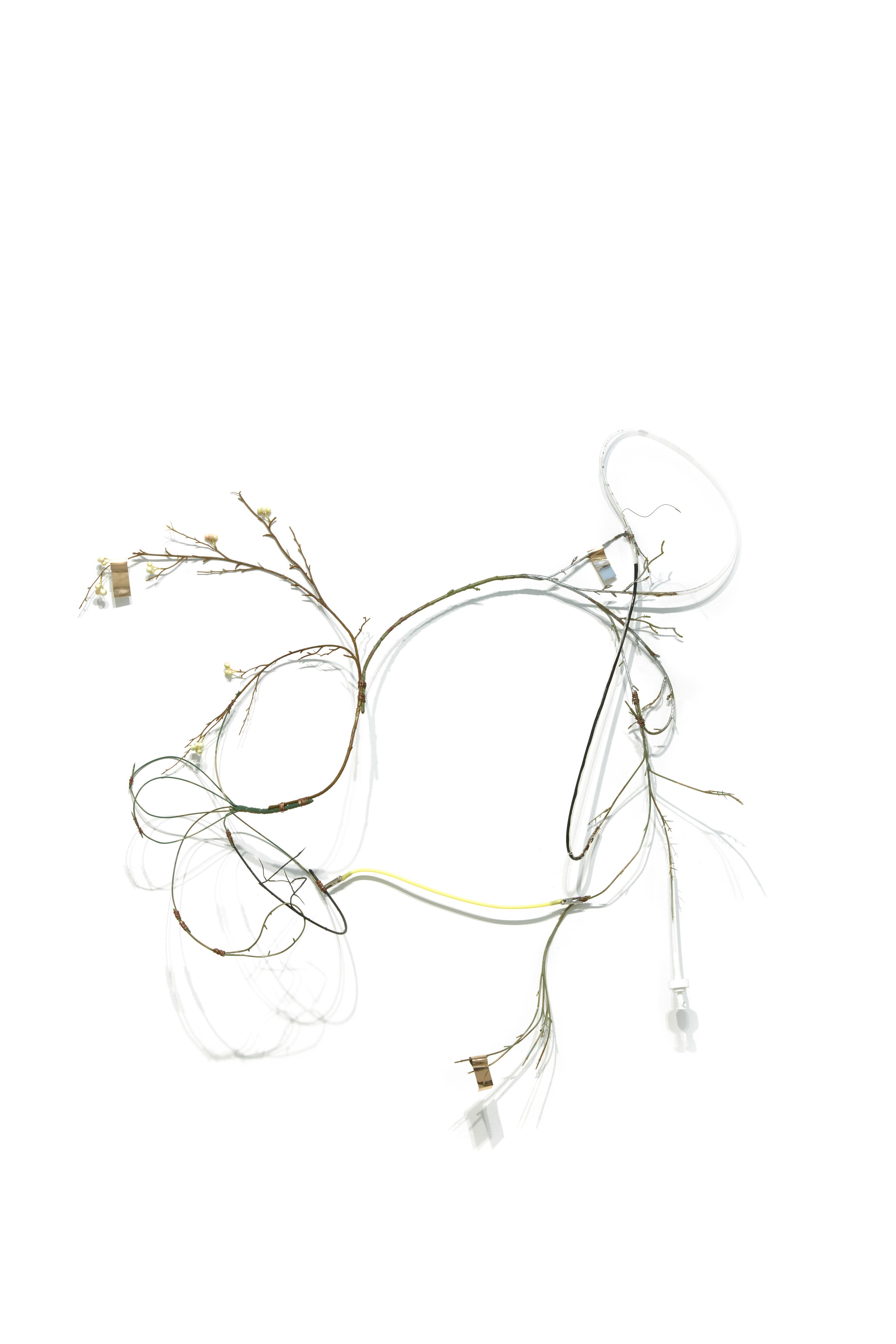 Alex da Corte - Astral Vascular / Week 2