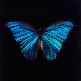 Alexander James - Morpho Amathonte
