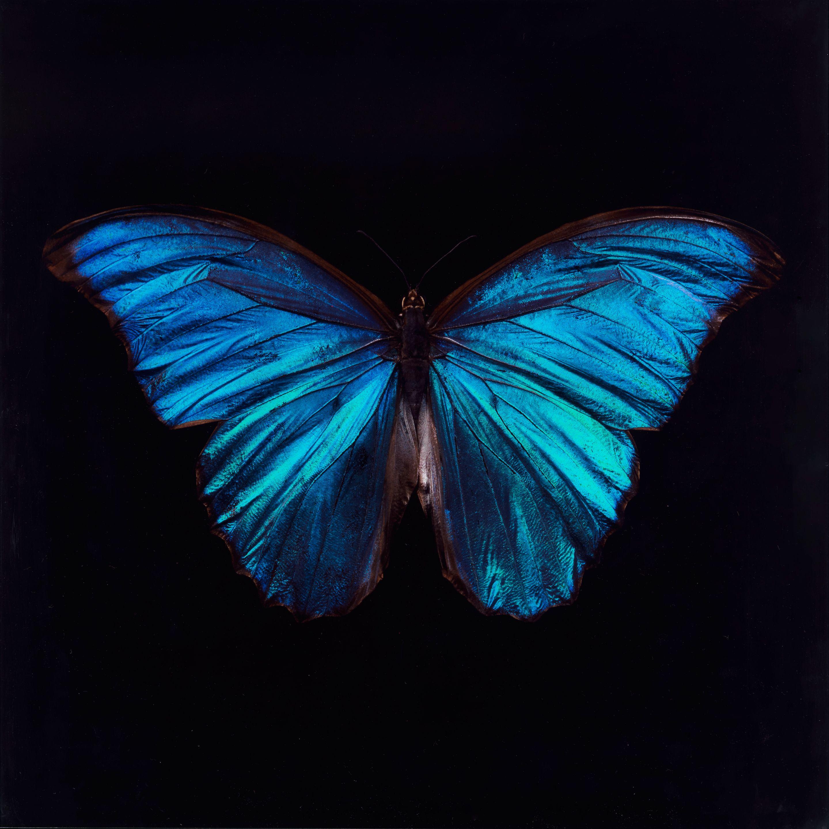 Alexander James - Morpho Amathonte