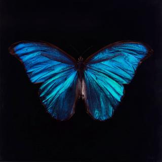 Alexander James - Morpho Amathonte