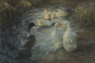 Alexander Koester - Anatre in una giornata di sole tra le canne di uno stagno