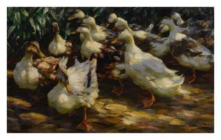 Alexander Koester - Ducks In Sunlight