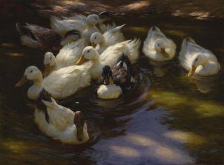 Alexander Koester - Ducks In The Morning Sun