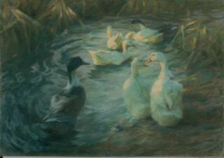 Alexander Koester - Enten im sonnigen Schilfteich.