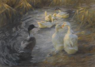 Alexander Koester - German ducks Among Reeds In A Pond