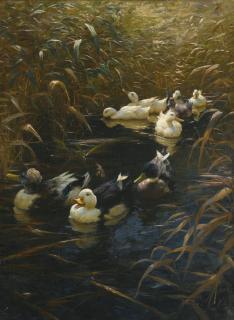 Alexander Koester - German ducks In Autumn