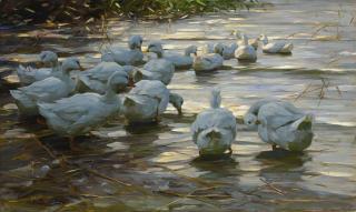 Alexander Koester - German Enten In Flachem Schilfwasser