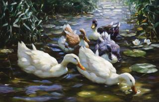 Alexander Koester - German five Ducks