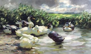 Alexander Max Koester - Enten in grünem Wasser: Ducks on green water