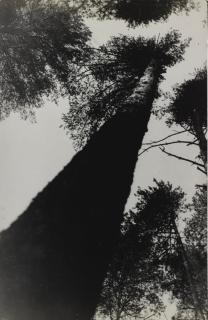 Alexander Mikhailovich Rodchenko - Pine Trees