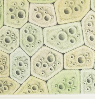 Alexander Ross - Untitled