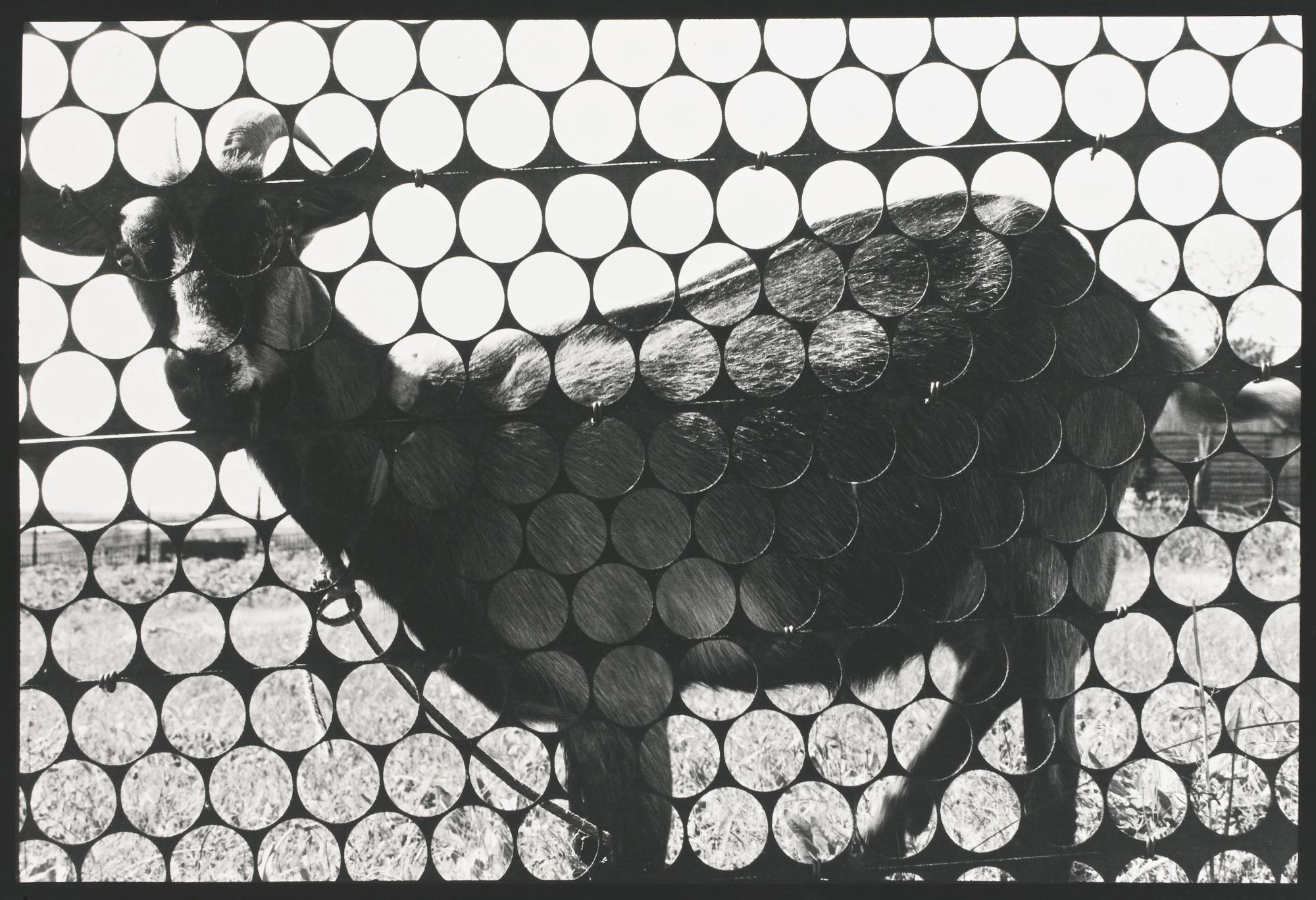 Alexander Sliusarev - Five Untitled Works.