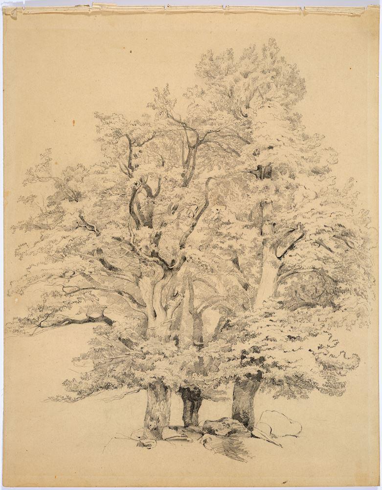 Alexandre Calame - Studie zu einer Baumgruppe.